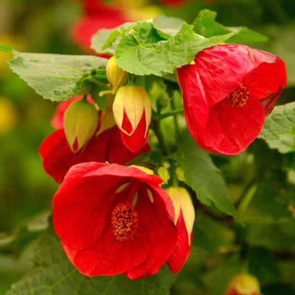 Red Abutilon Striatum Flower seeds for Planting - Cut Flower Favorite, Heirloom & GMO Free Seeds for Home Garden