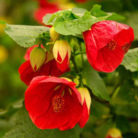 Mix Abutilon Flower seeds for Planting Fragrant Blossoms Heirloom & GMO Free Seeds for Home Garden 
 
 Sale