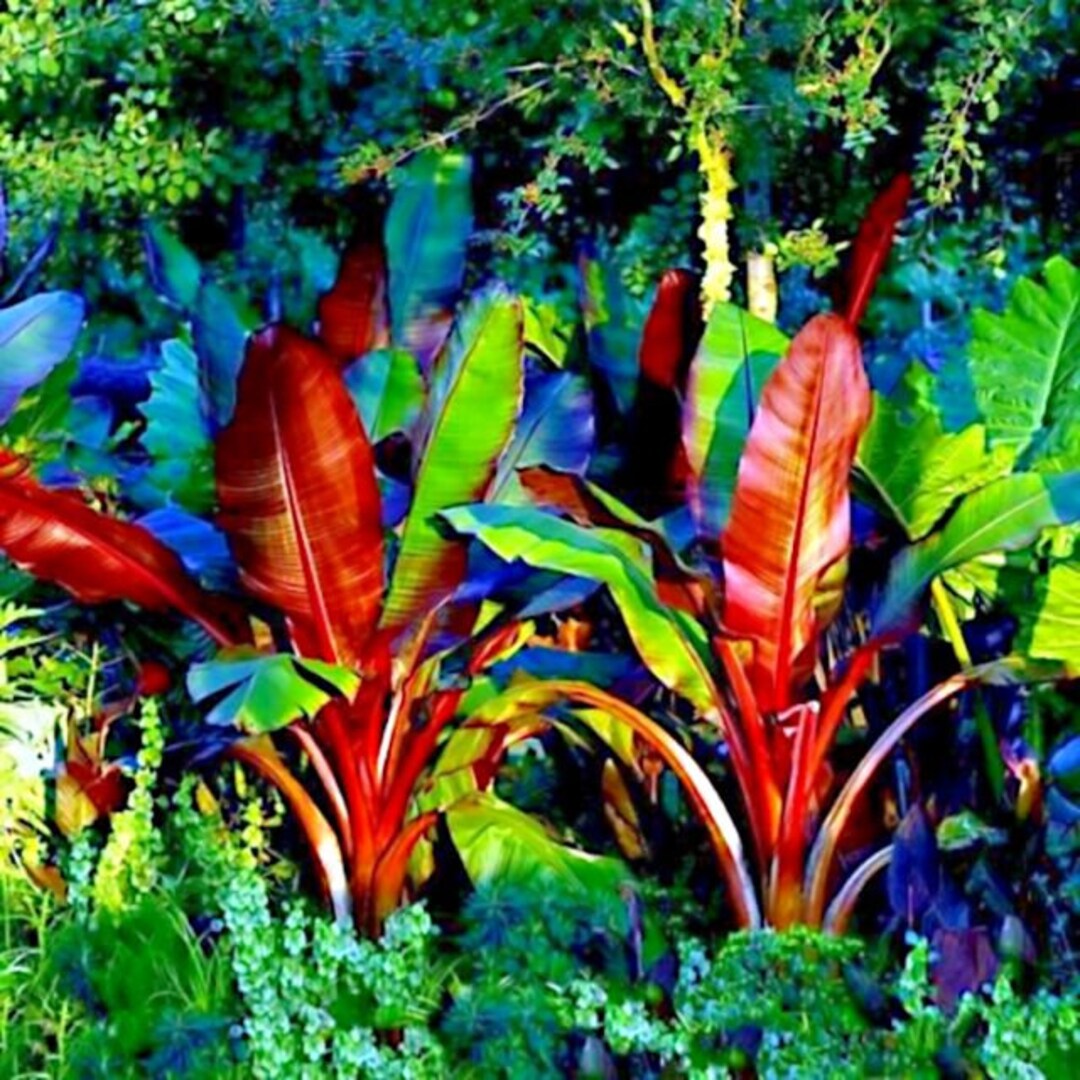 Young Red Abyssinian Banana growing in tropical soil