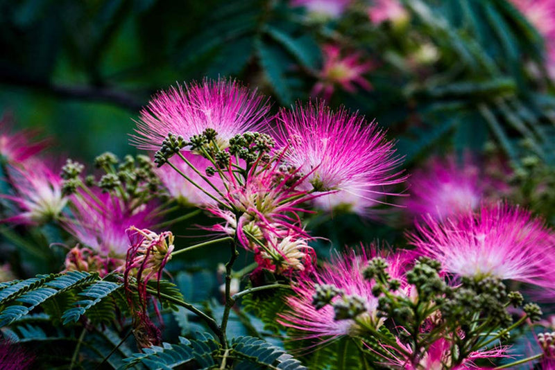Acacia Perennial Flower Seeds for Planting