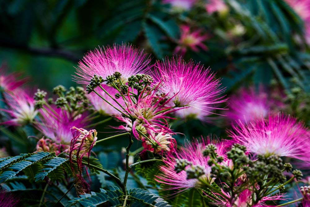Acacia Perennial Flower Seeds for Planting