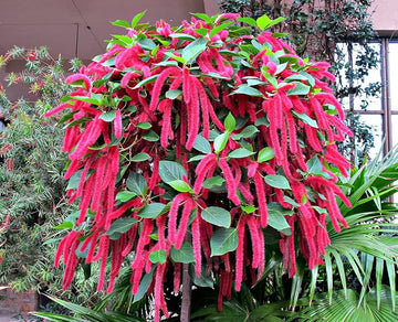 Acalypha Hispida Seeds for Planting – Exotic Red Flowering Plant