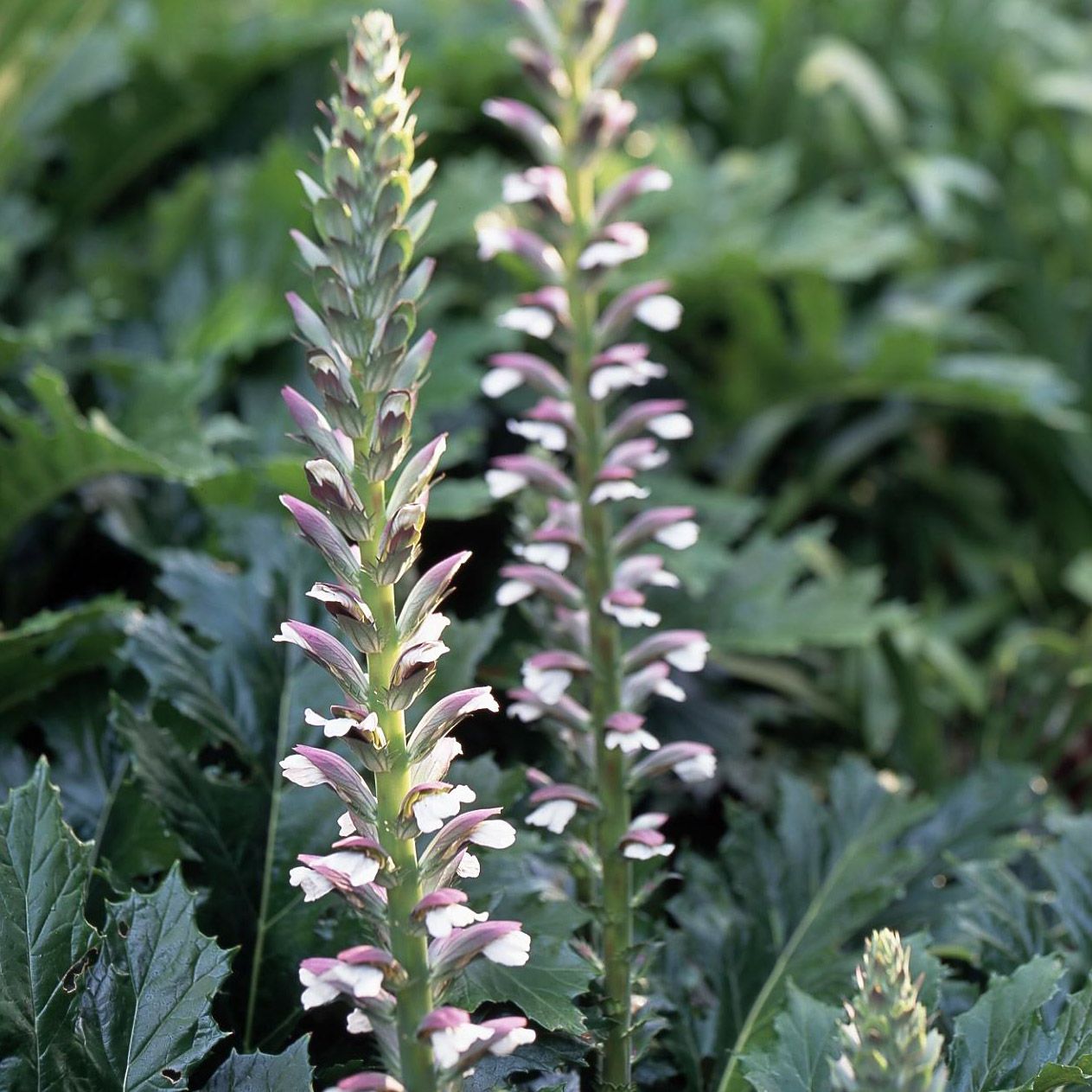 Acanthus Spinosus Acanthus spinosus Flower Seeds for Planting in Flower Bed