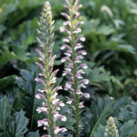 Acanthus Spinosus Acanthus spinosus Flower Seeds for Planting in Flower Bed