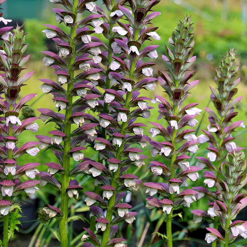 Bear’s Breeches plants enhancing garden landscapes