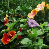 Hibiscus bulbs planted along an attractive garden border


