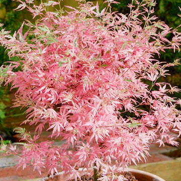 Acer palmatum Taylor Japanese maple tree for garden planting