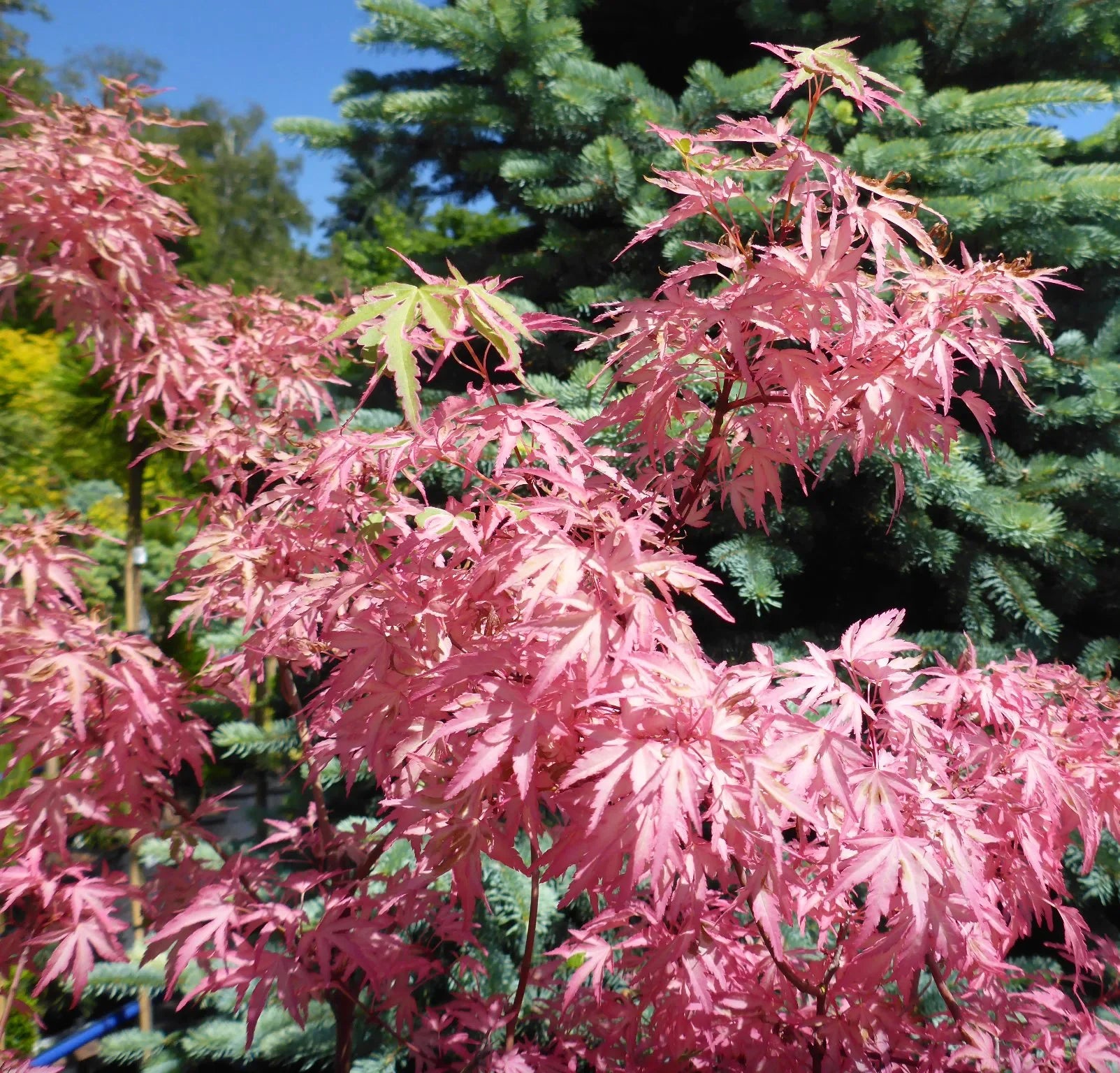 Acer palmatum Taylor Japanese maple garden plant