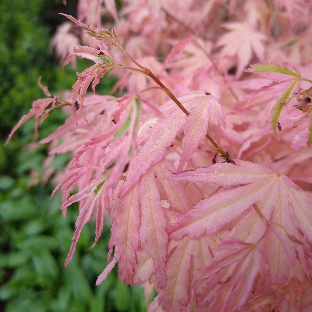Acer palmatum Taylor ornamental maple tree foliage