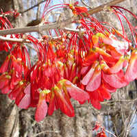Acer rubrum tree seeds suitable for parks and spacious outdoor areas.