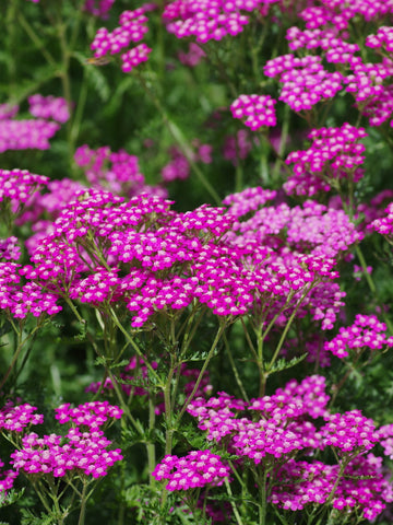 Yarrow Flower seeds for Planting Hardy Variety Heirloom & GMO Free Seeds for Home Garden