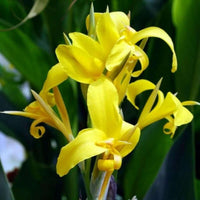 Yellow Achira Plants in Outdoor Garden Bed