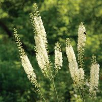 Cimicifuga Racemosa Flower seeds for Planting Hardy Variety Heirloom & GMO Free Seeds for Home Garden
