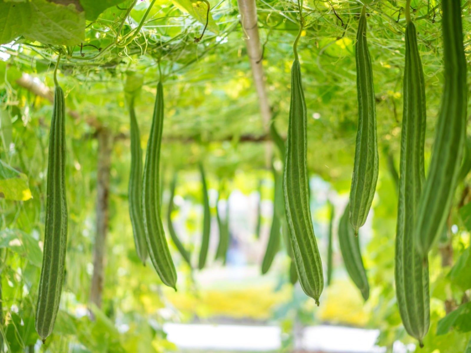 Acutangula seeds for planting in home vegetable gardens