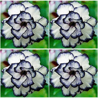 Adenium flowering plant seeds suitable for containers and outdoor gardens.