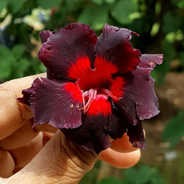 Adenium Flower Seeds for Planting Vibrant Desert Roses