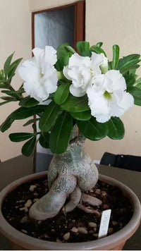 Adenium Seedlings Sprouting Indoors