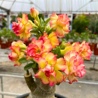 Adenium Obesum Orange Flower seeds for Planting - Pollinator Friendly, Heirloom & GMO Free Seeds for Home Garden
