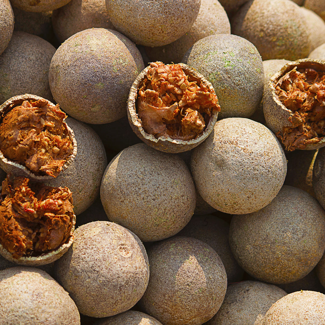 Aegle marmelos Bael Tree seeds for planting in home gardens and orchards.