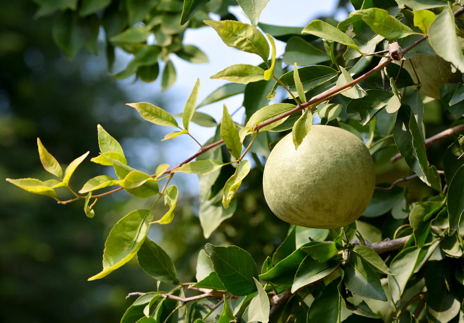 Aegle marmelos fruit tree seeds for backyard orchards and outdoor planting.