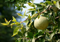 Aegle marmelos fruit tree seeds for backyard orchards and outdoor planting.