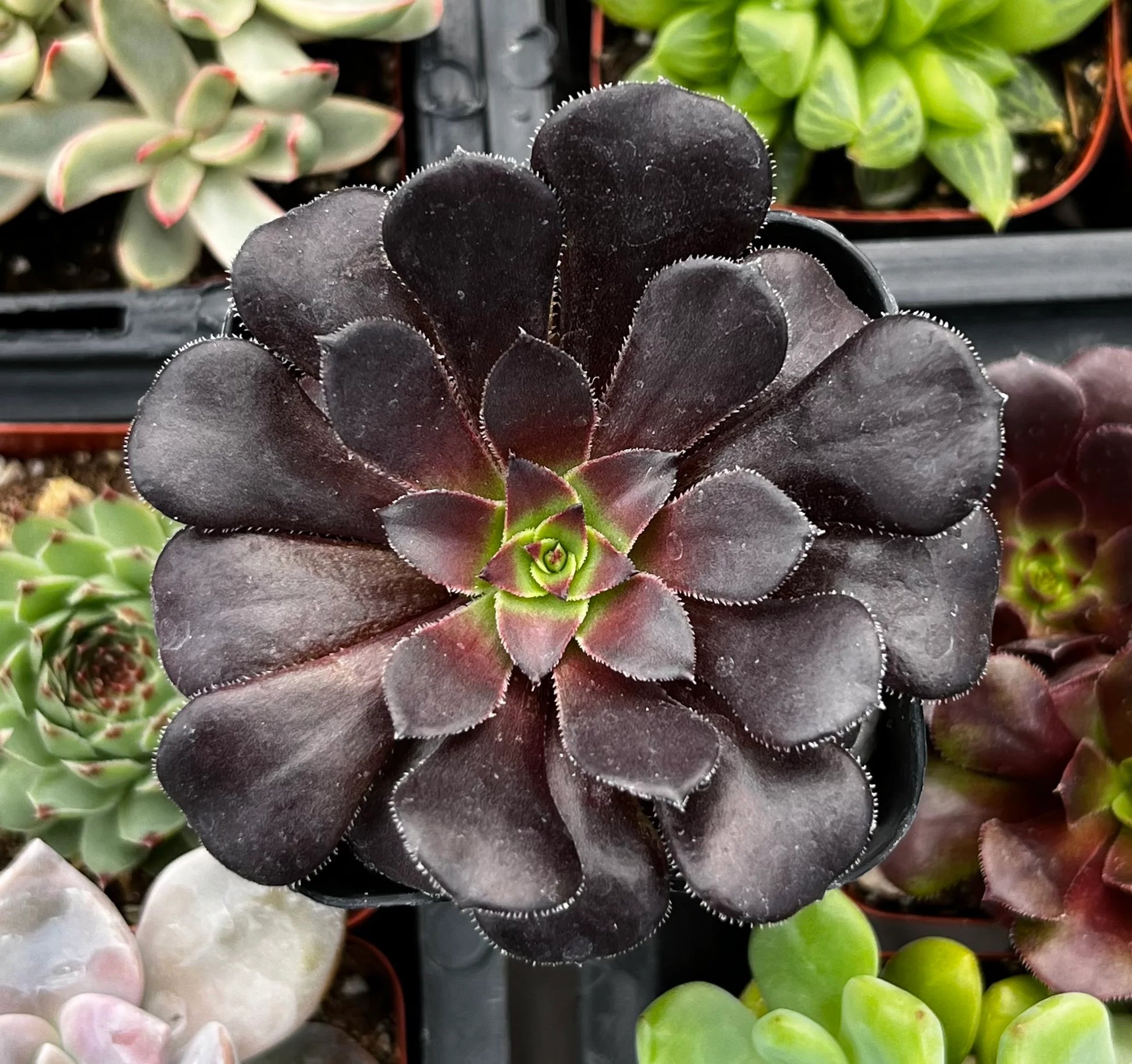 Arboreum Atropureum Flower seeds for Planting - Low Maintenance, Heirloom & GMO Free Seeds for Home Garden