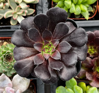 Arboreum Atropureum Flower seeds for Planting - Low Maintenance, Heirloom & GMO Free Seeds for Home Garden