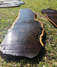 African Blackwood Seeds for Planting – Heirloom & Non-GMO Timber Tree Seeds