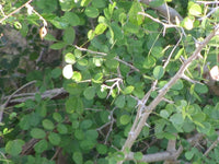 African Blackwood seeds for planting in home gardens