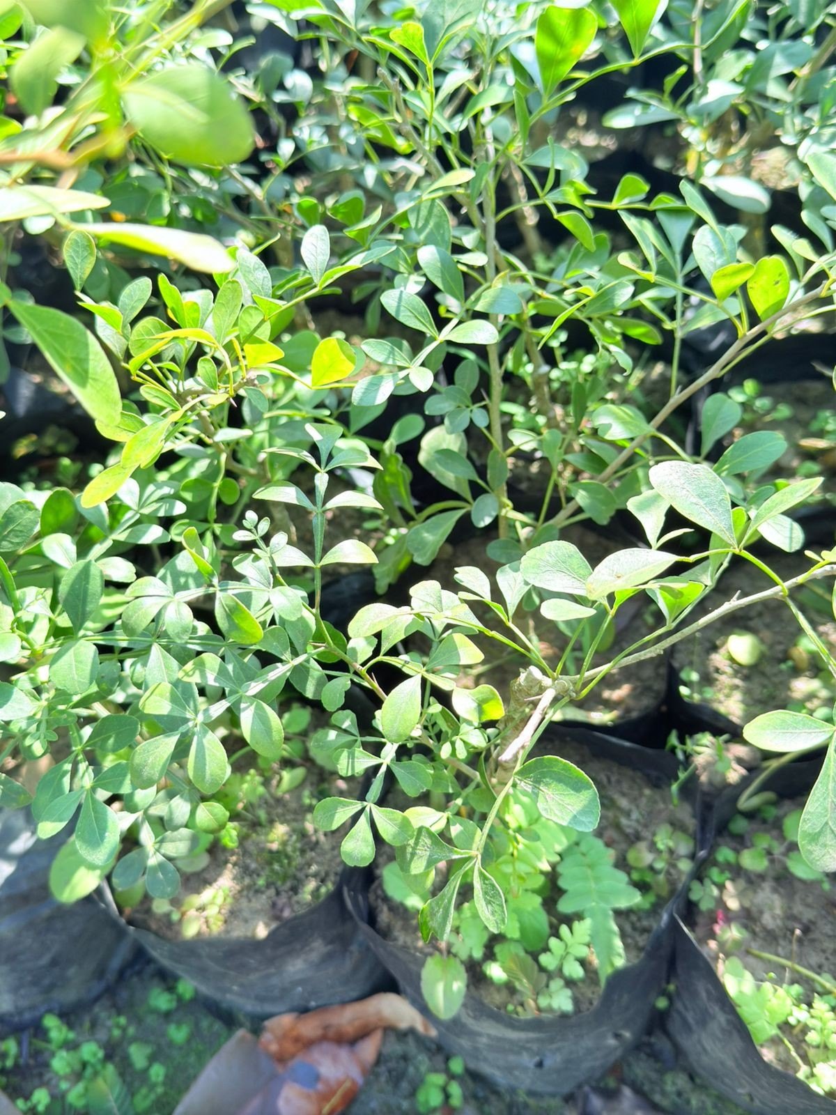 Young African Blackwood tree growing in an outdoor landscape