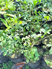 Young African Blackwood tree growing in an outdoor landscape