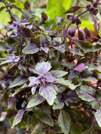African Blue Basil herb seeds suitable for raised beds and containers.