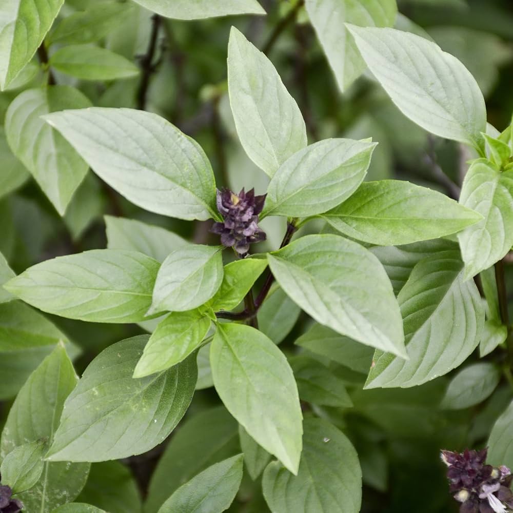 African Blue Basil seeds for planting in home and kitchen gardens.