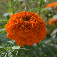 African Marigold Hawaii Flower Seeds for Planting