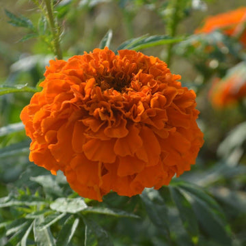 African Marigold Hawaii Flower Seeds for Planting