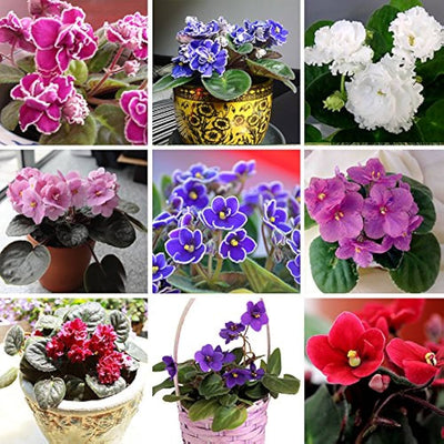 100 Pcs