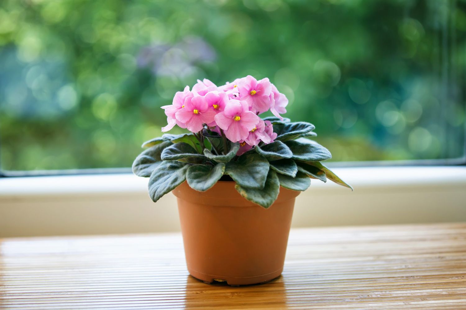 African violet plants used as ground cover