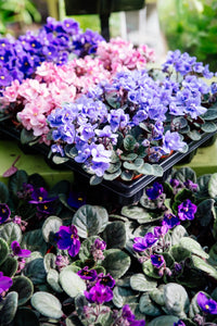 African Saintpaulia Flower Seeds - Flower seeds for Planting - Bright Blooms, Heirloom & GMO Free Seeds for Home Garden