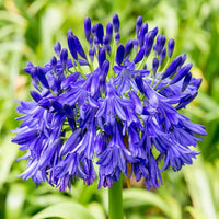 Violet Agapanthus Flower seeds for Planting Hardy Variety Heirloom & GMO Free Seeds for Home Garden 
 
 Sale