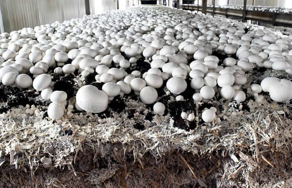 Agaricus bisporus mushrooms thriving in an edible bed