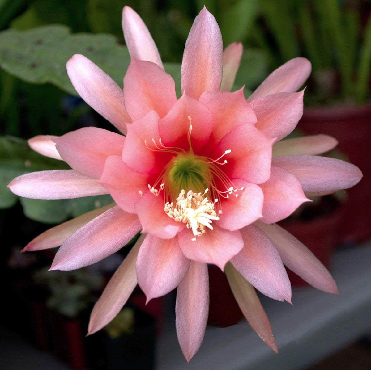 Agatha Epiphyllum Orchid Cactus Seeds for Planting