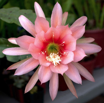 Agatha Epiphyllum Orchid Cactus Seeds for Planting