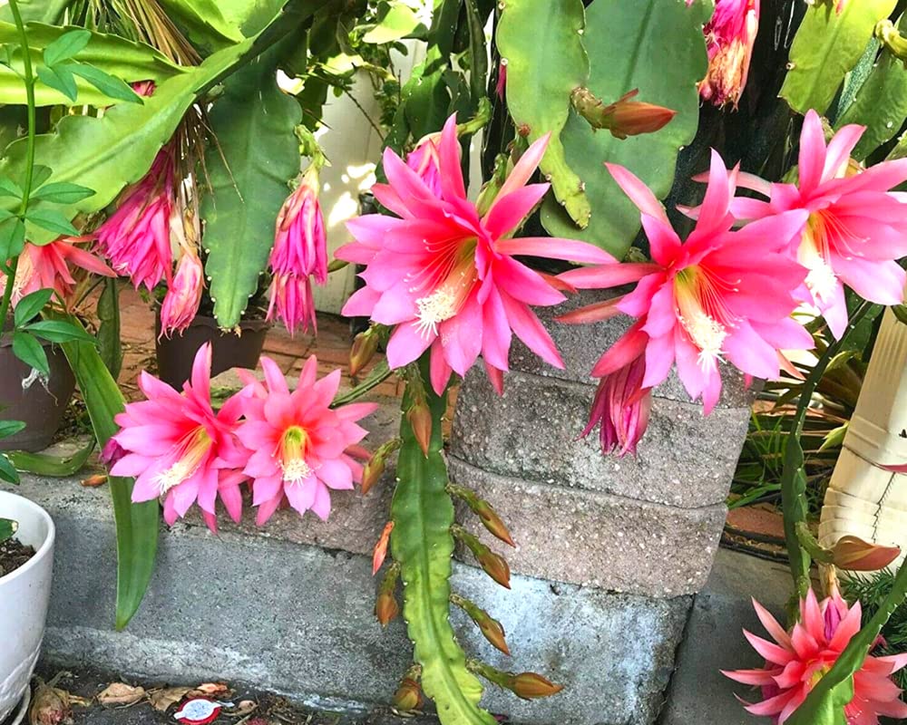 Agatha Epiphyllum Orchid Cactus Flower