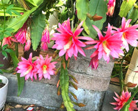 Agatha Epiphyllum Orchid Cactus Flower
