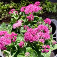 Rose Ageratum Seeds for Soft, Pink Floral Displays