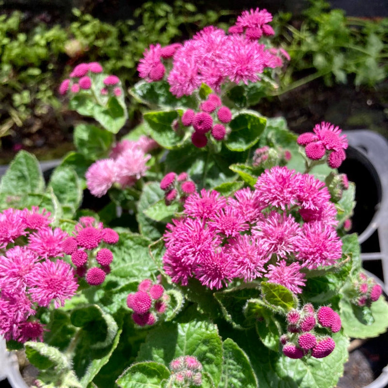 Rose Ageratum Seeds for Soft, Pink Floral Displays