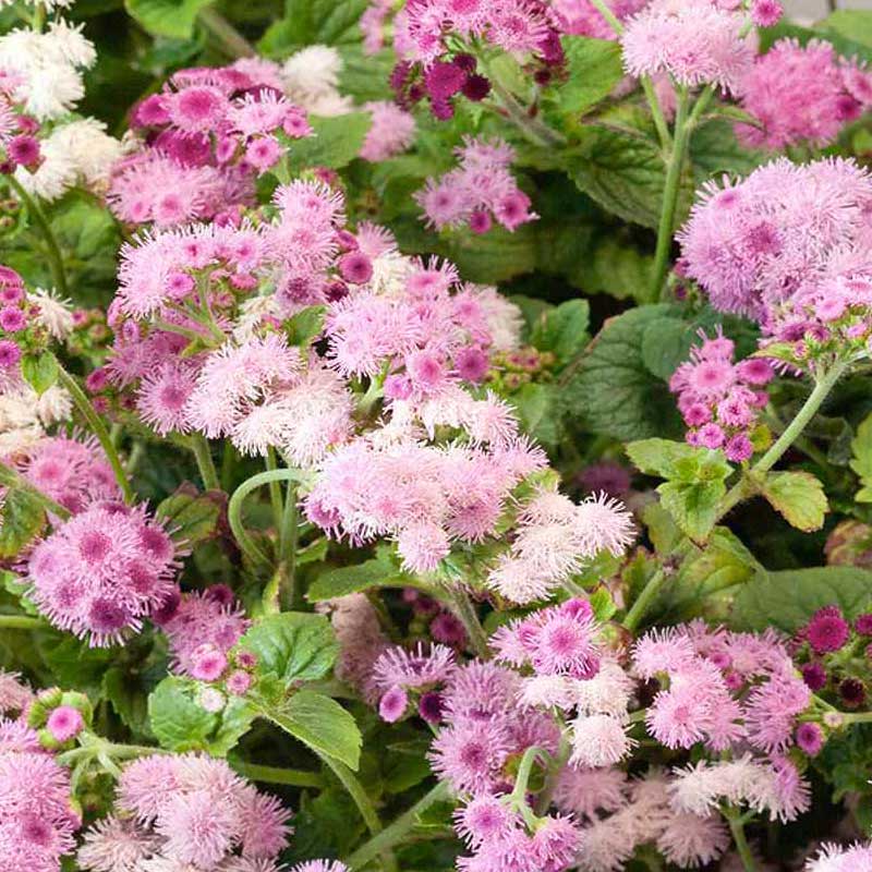 Rose Ageratum Seeds for Soft, Pink Floral Displays