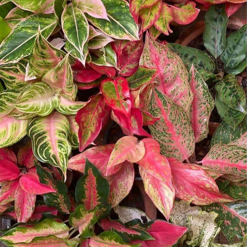 Mixed Aglaonema foliage plants growing in containers with colorful leaves