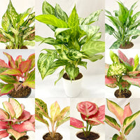 Aglaonema mixed plant seeds for decorative indoor and outdoor growing