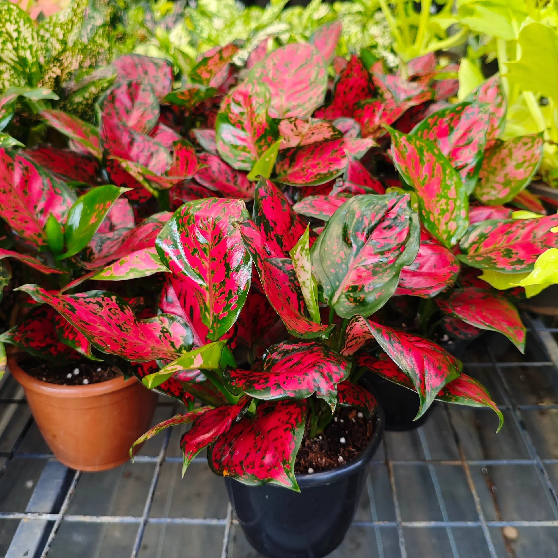 Aglaonema mixed seeds suitable for shaded gardens and indoor plant collections